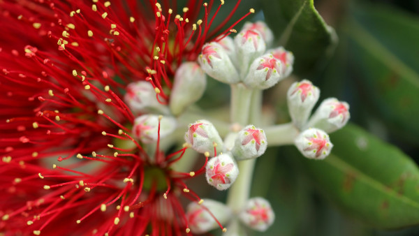 A red Pohutukawa flower blooming with delicate petals