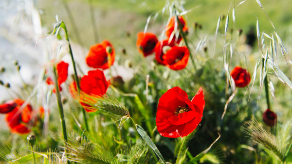 Poppies growing in a field